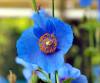 Meconopsis Blue Ice